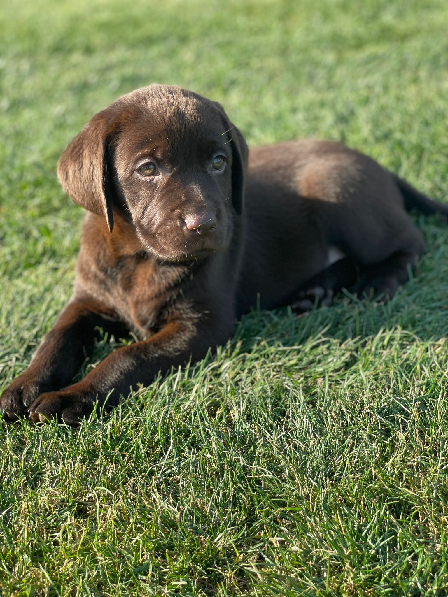 Labrador Puppies | Lynsted Labs | Sittingbourne