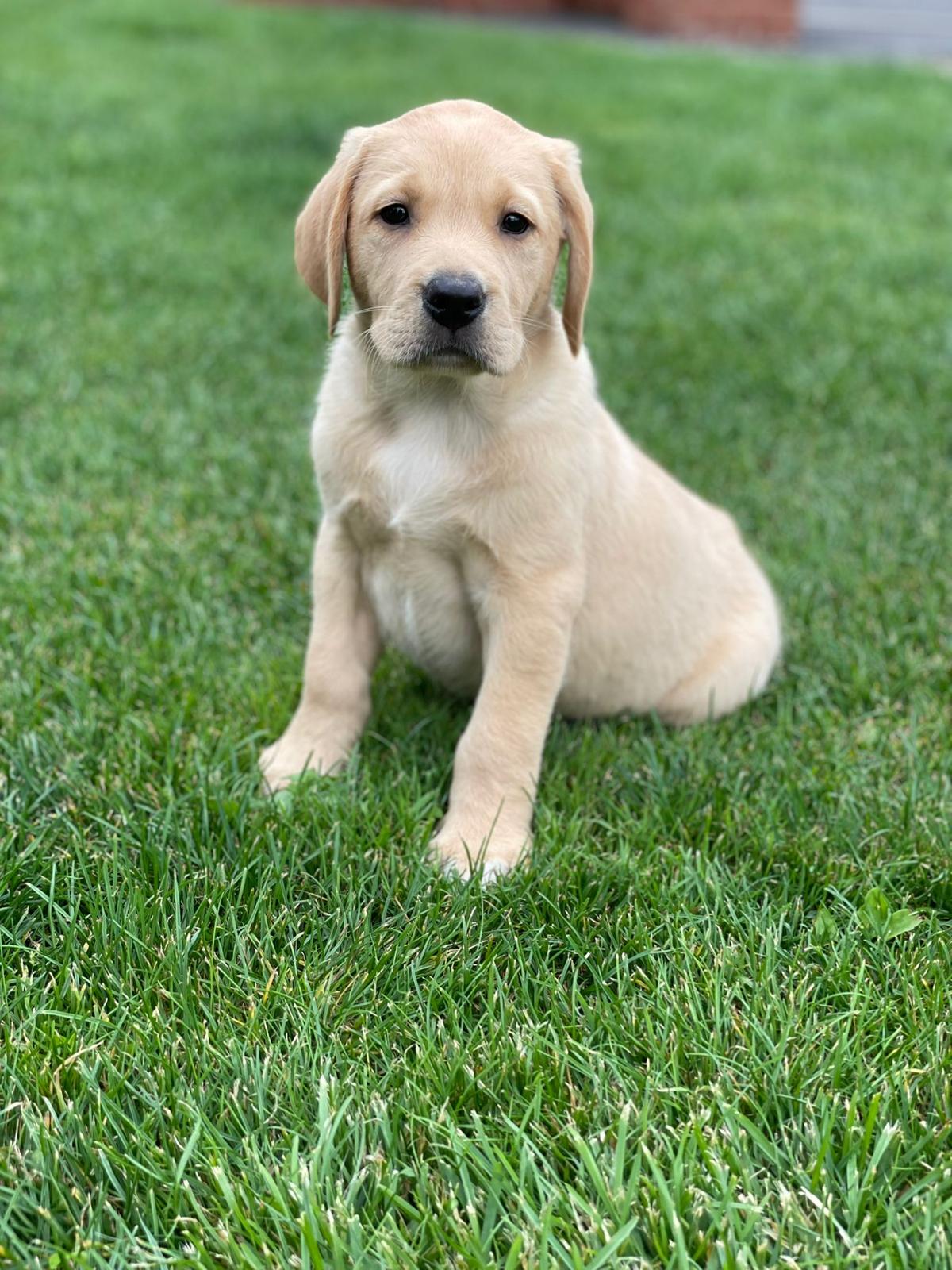 Labrador Puppies for Sale - Labrador Puppies | Lynsted Labs | Sittingbourne