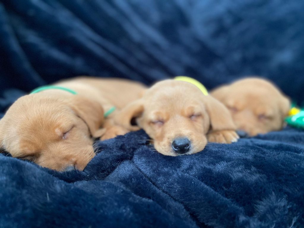 lynsted Labs Puppies 2