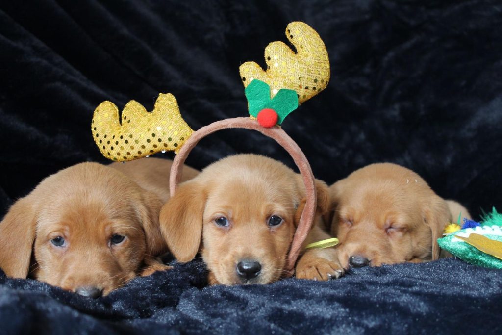 Gallery - Labrador Puppies | Lynsted Labs | Sittingbourne