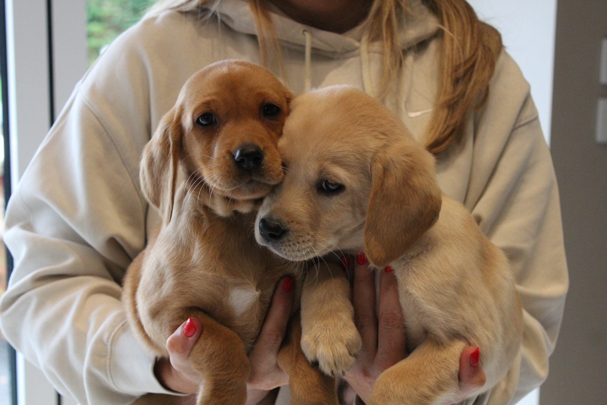 Labrador Puppies for Sale November 2023 Labrador Puppies Lynsted