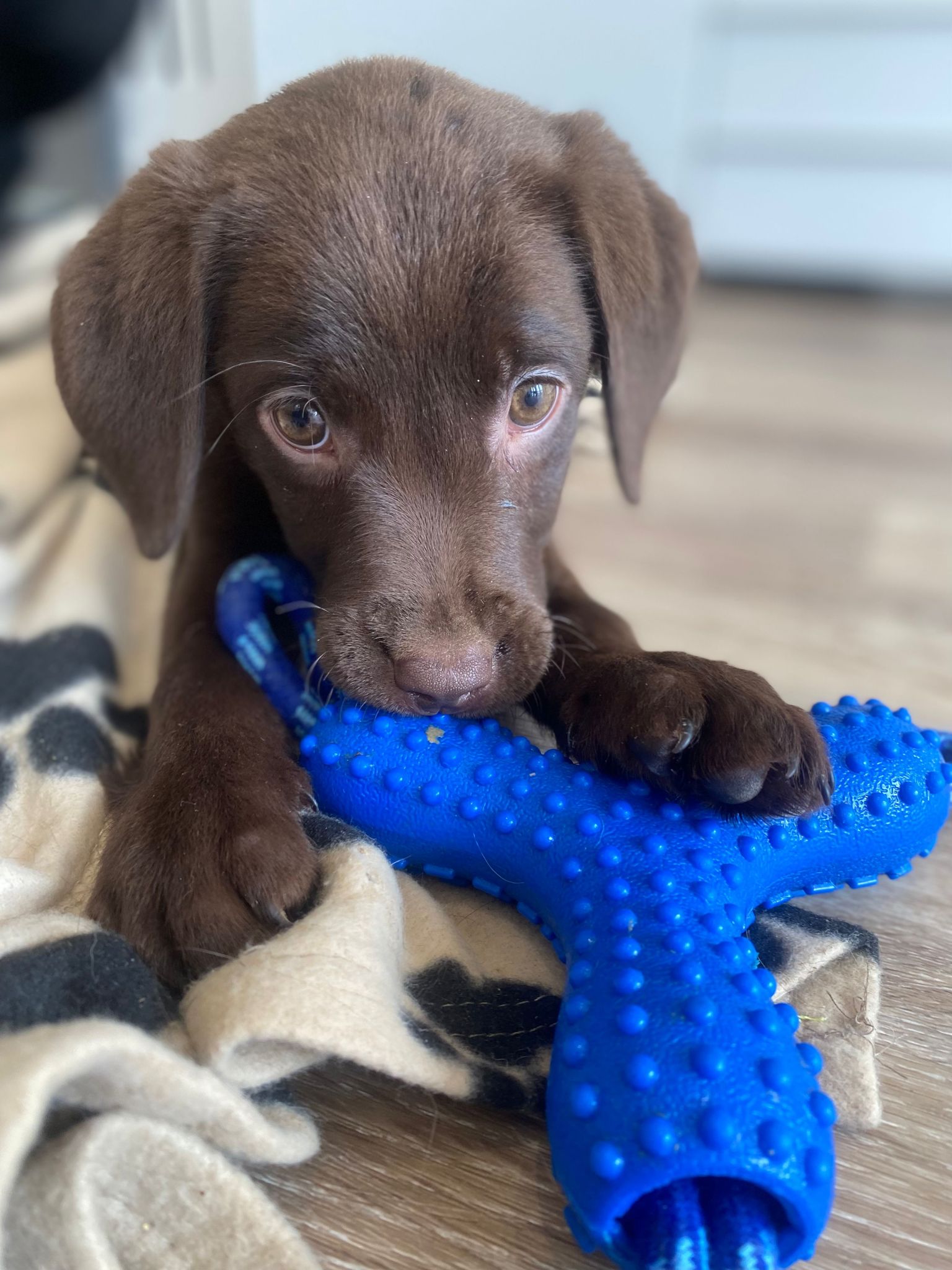 Labrador Puppies for Sale August 2023 Labrador Puppies Lynsted