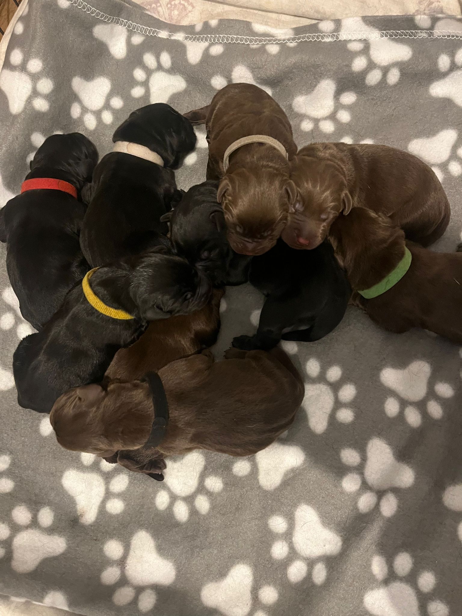 Labrador Puppies for Sale - September 2023 - Labrador Puppies | Lynsted ...