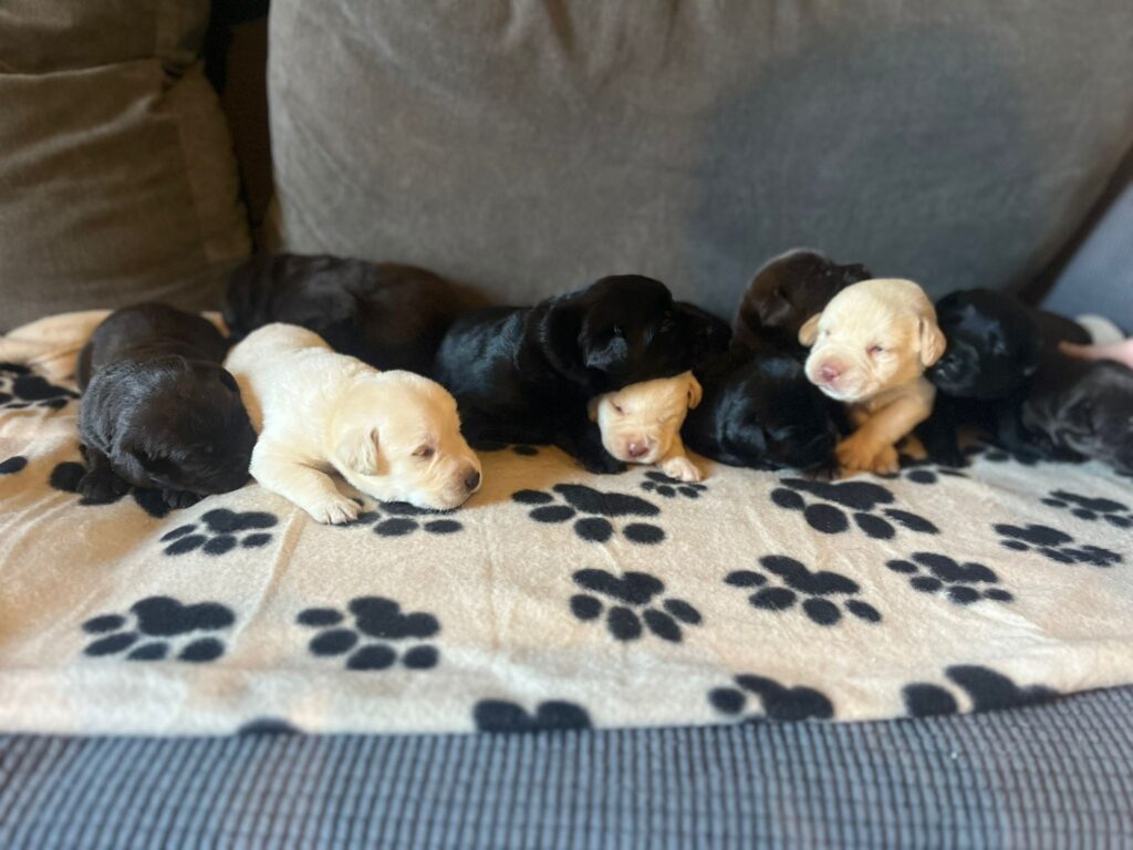 Labrador Puppies for Sale - September 2023 - Labrador Puppies | Lynsted ...