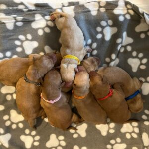 Lynsted Labs Puppies For Sale