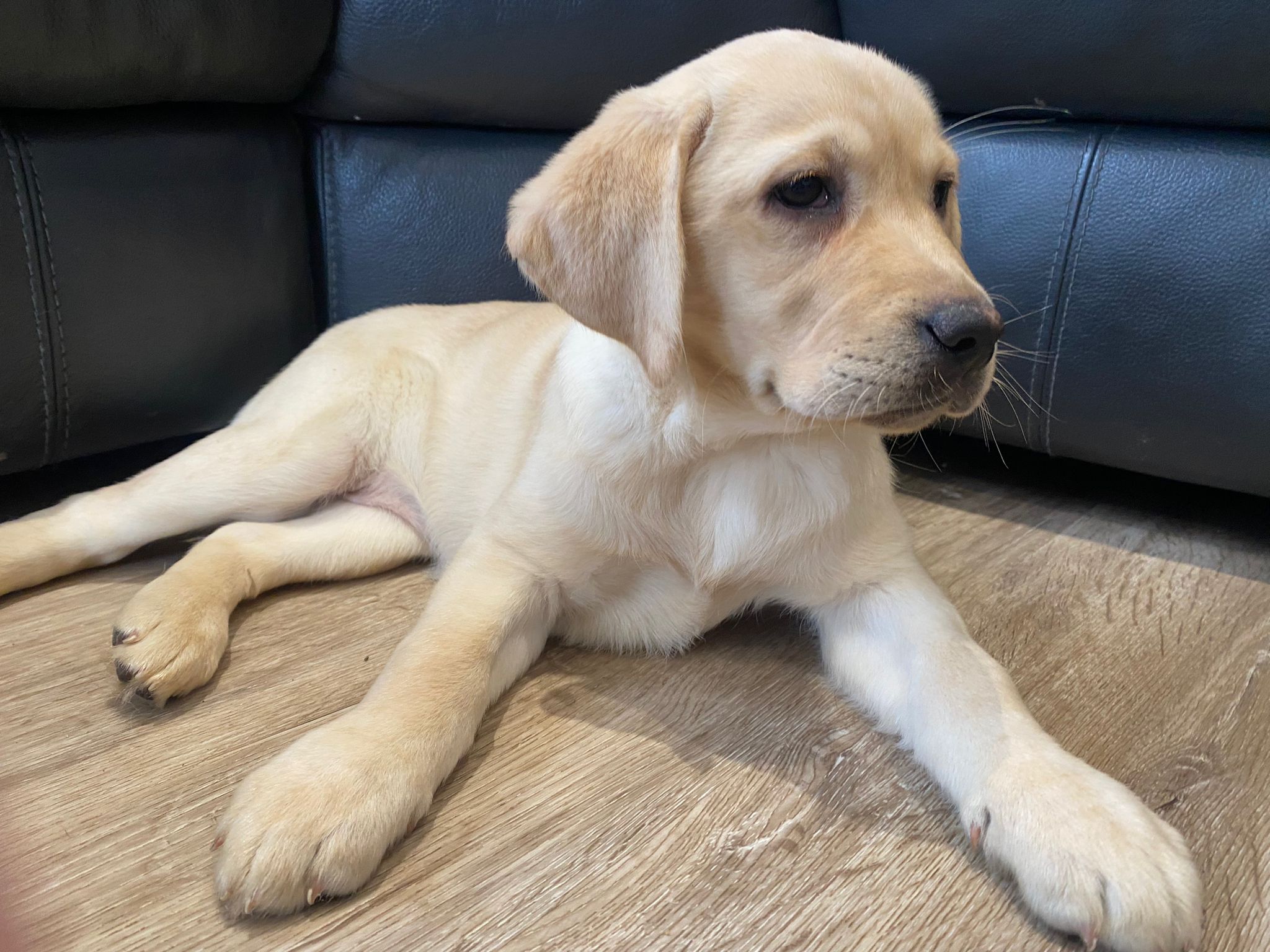 Yellow labrador best sale puppy for sale