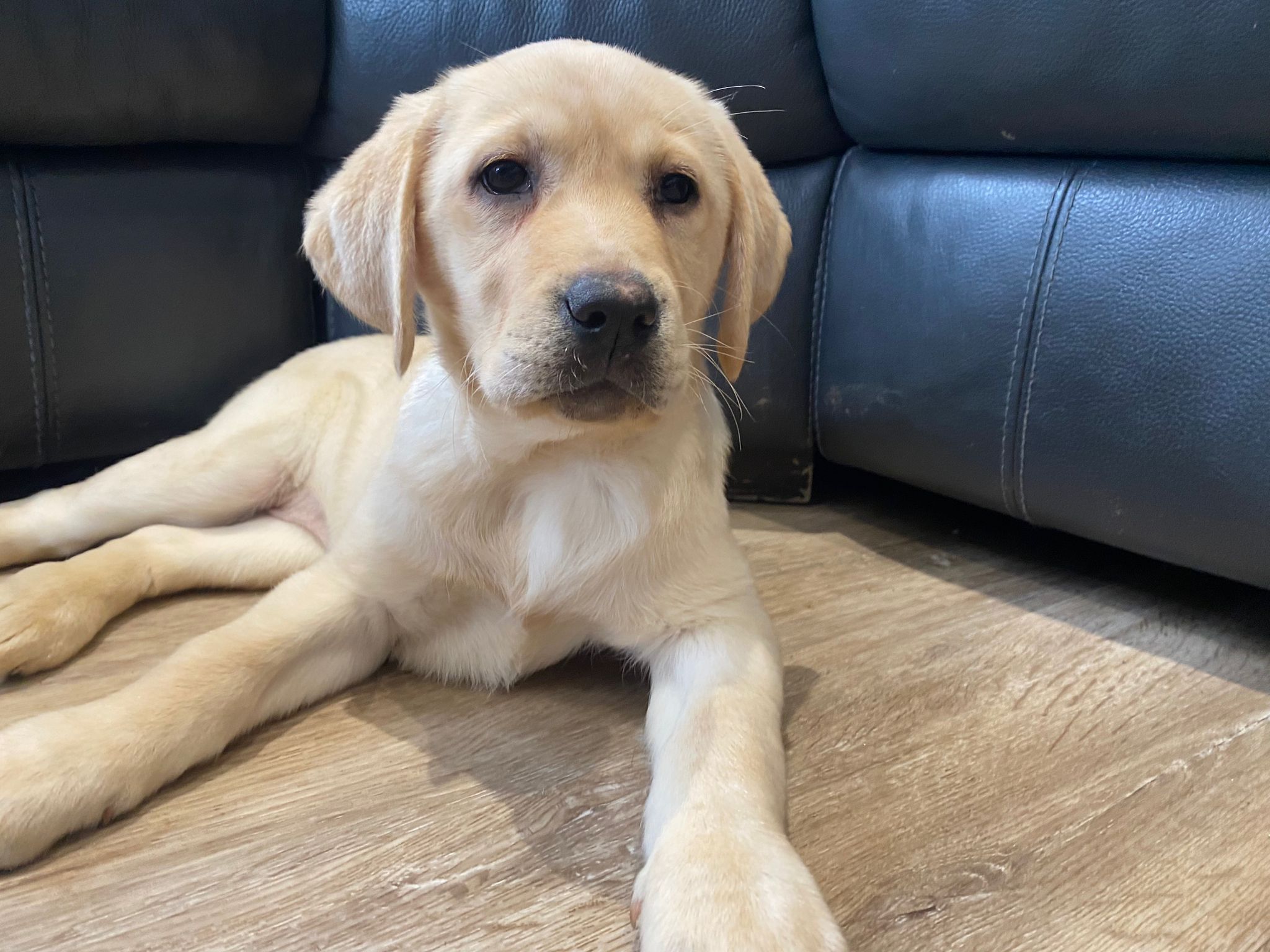 Show quality labrador puppies best sale for sale