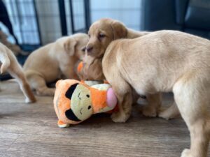 Lynsted Labs Puppies for Sale June 2024 12