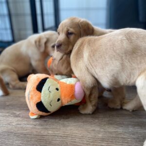 Lynsted Labs Puppies for Sale June 2024
