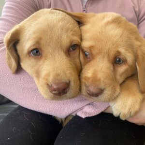 Lynsted Labs Puppies for Sale June 2024