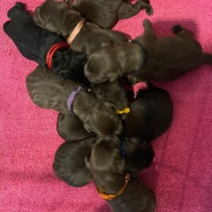 Labrador Puppies for Sale