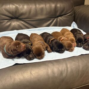 Chocolate labs for sale 1