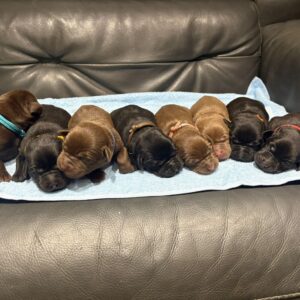 Chocolate labs for sale 2