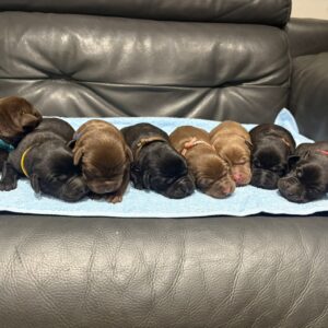 Chocolate labs for sale 3