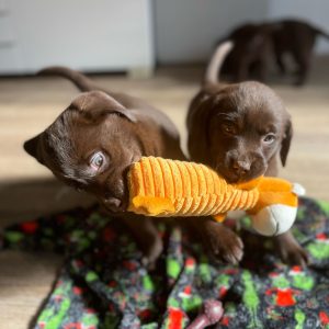 Labrador Puppies For Sale 1