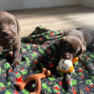 Labrador Puppies For Sale 3