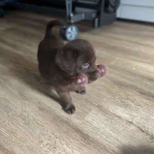 Labrador Puppies For Sale 4