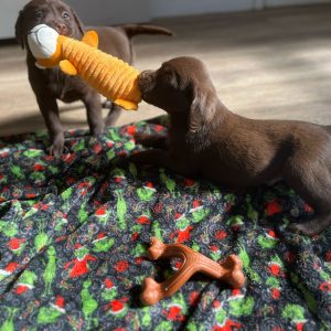 Labrador Puppies For Sale 5