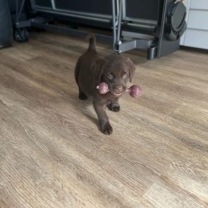 Labrador Puppies For Sale 6