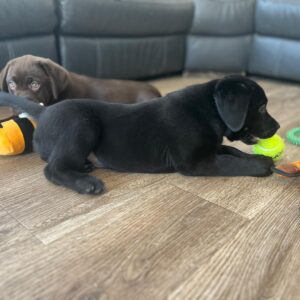 Lynsted Labradors Puppies for sale today 13