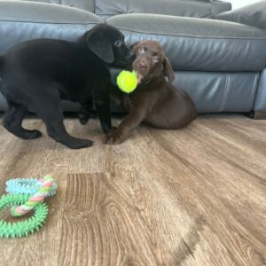 Lynsted Labradors Puppies for sale today 15