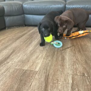 Lynsted Labradors Puppies for sale today 20