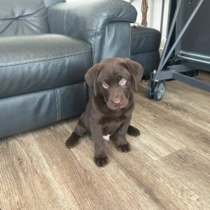 Lynsted Labradors Puppies for sale today 21