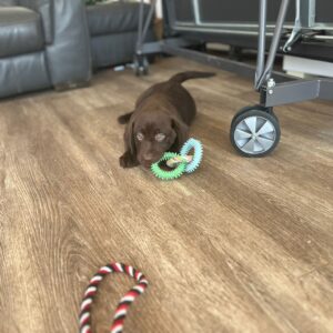 Lynsted Labradors Puppies for sale today 6