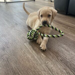 Lynsted Labs Puppies fir sale 11