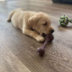 Lynsted Labs Puppies fir sale 14