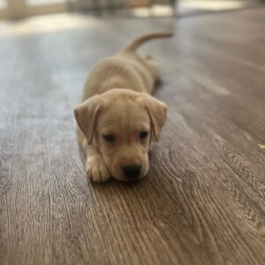 Lynsted Labs Puppies fir sale 15