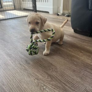 Lynsted Labs Puppies fir sale 18