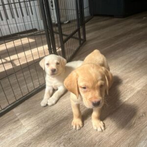 Lynsted Labs Puppies fir sale 5