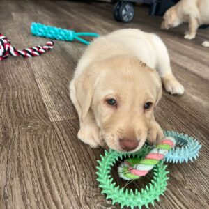 Lynsted Labs Puppies for Sale