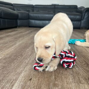 Lynsted Labs Puppies for Sale