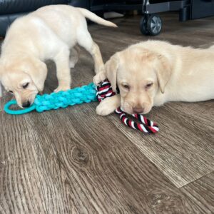 Lynsted Labs Puppies for Sale