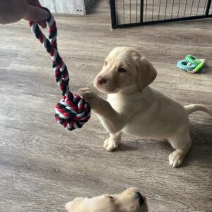 Lynsted Labs Puppies for Sale