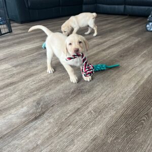 Lynsted Labs Puppies for Sale