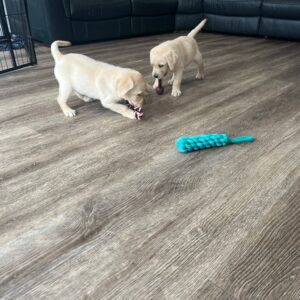 Lynsted Labs Puppies for Sale