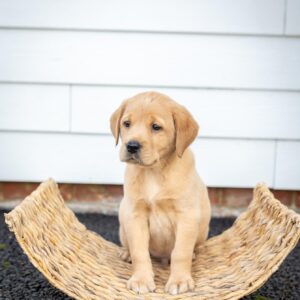 Lynsted Labs Puppies for Sale October 2024