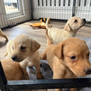 Lynsted Labs Puppies for sale June 2025 10