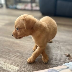 Lynsted Labs Puppies for sale June 2025 13