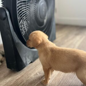 Lynsted Labs Puppies for sale June 2025 2