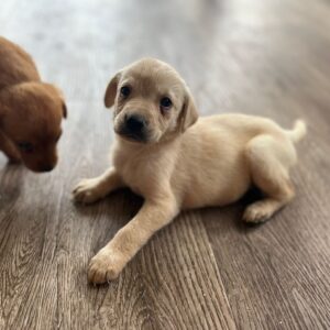 Lynsted Labs Puppies for sale June 2025 4
