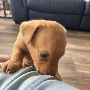 Lynsted Labs Puppies for sale June 2025 7