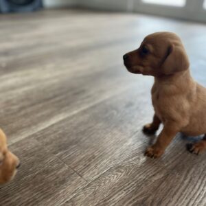 Lynsted Labs Puppies for sale June 2025 9