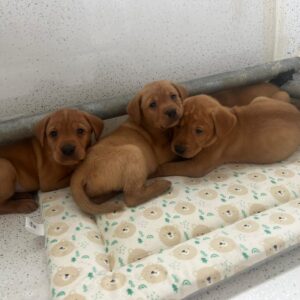 WhatsApp Image 2026 03 11 at 09.08.59 1