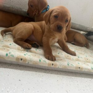 WhatsApp Image 2026 03 11 at 09.08.59