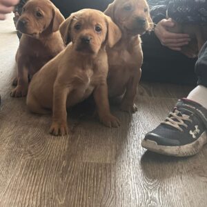 WhatsApp Image 2026 03 11 at 09.09.00