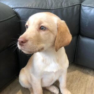 Lynsted Labs Puppies for Sale